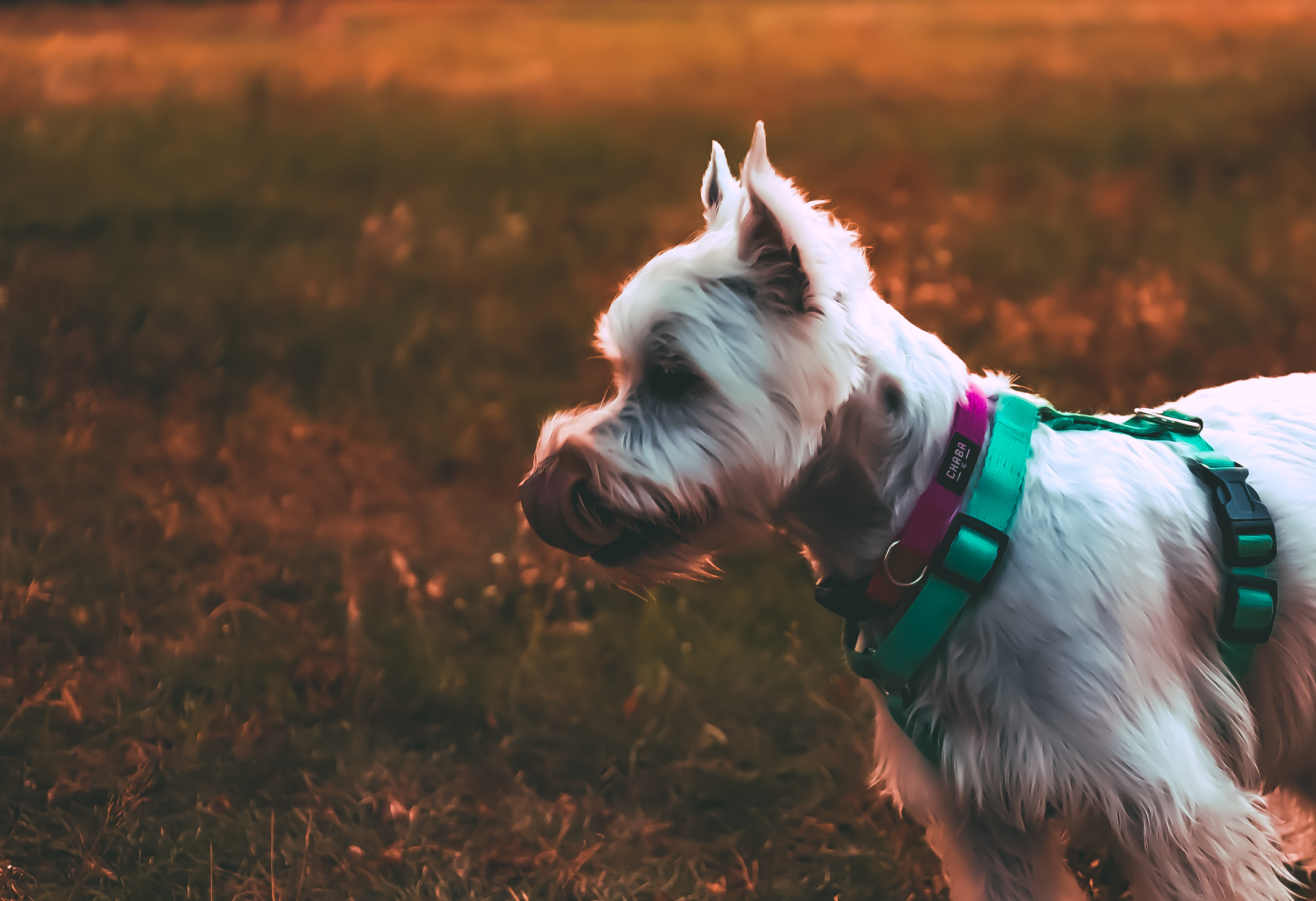 E-Book "Nauka czystości"