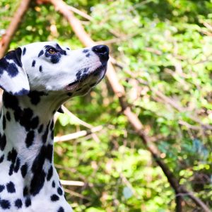 E-book "Przywołanie"